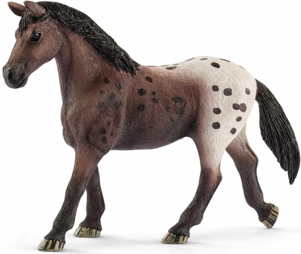 167-13861 Appaloosa Stute               