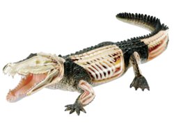 041-02095 Krokodil  Revell X-Ray, Ma�sta