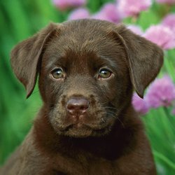 103-072651 Tierkinder im Freien Ravensbur