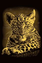 171-131002 Mini Scraper Gold - Leopard Ma