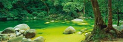 223-59286 Mark Gray: Mossman Gorge - Aus