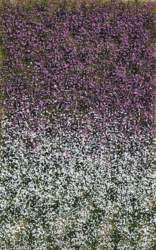 329-3548 Blütenbüschel Spätsommer 4 mm 